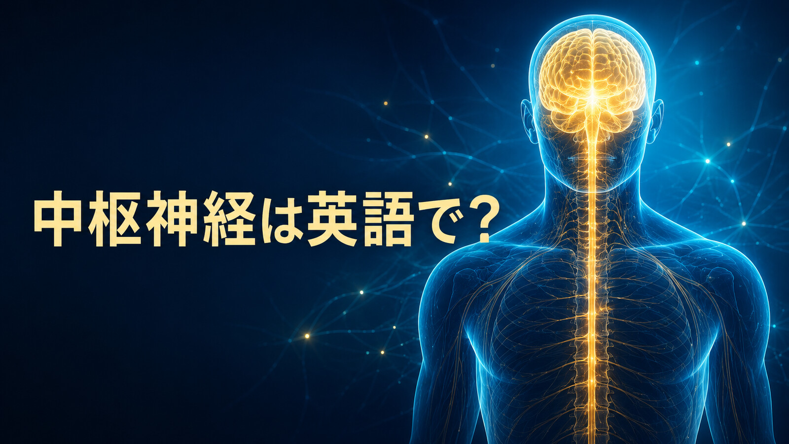 「中枢神経」は英語で？central nervous systemの発音・意味とCNS、末梢神経との違い