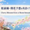 桜前線と開花予想を英語で紹介するアイキャッチ