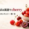 さくらんぼは英語でcherryと学ぶ、赤いさくらんぼとアメリカンチェリー、種を並べた解説画像