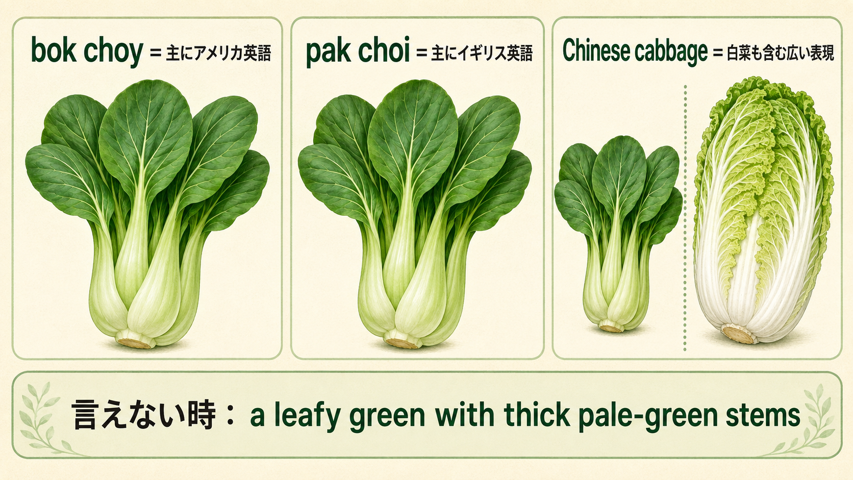 bok choy、pak choi、Chinese cabbageの違いと言い換え