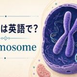 染色体は英語でchromosomeと示すアイキャッチ画像