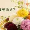色とりどりの菊と「菊は英語で？」の文字