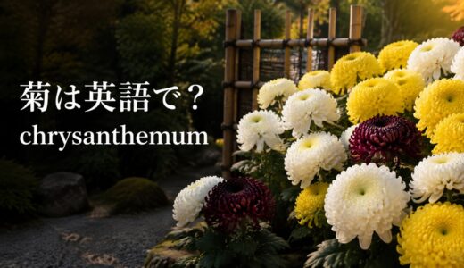 菊は英語で？chrysanthemumの発音・複数形とmumとの違い