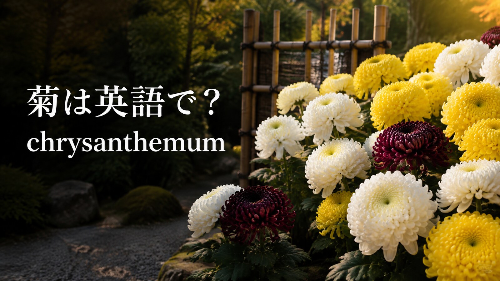 菊は英語で？chrysanthemumの発音・複数形とmumとの違い