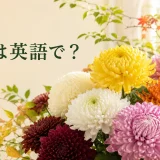 色とりどりの菊と「菊は英語で?」の文字