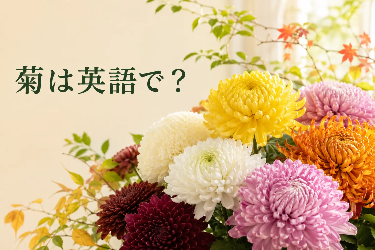 色とりどりの菊と「菊は英語で?」の文字