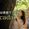 セミは英語でcicadaと紹介する夏の公園の女性たち