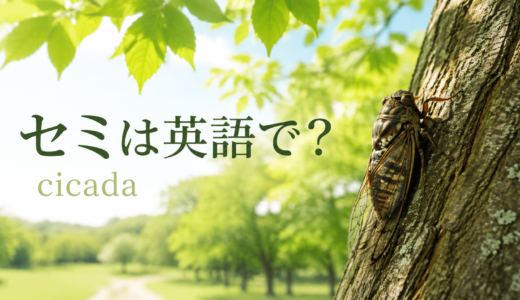 セミは英語で？cicadaの意味・発音と鳴き声、抜け殻の英語表現