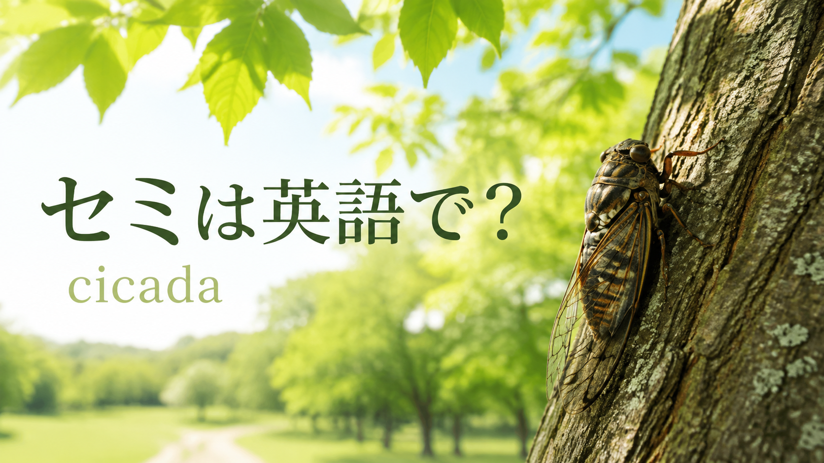 セミは英語で？cicadaの意味・発音と鳴き声、抜け殻の英語表現
