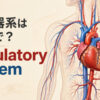 循環器系は英語で？circulatory systemと心臓・動脈・静脈を示したアイキャッチ