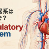 循環器系は英語で?circulatory systemと心臓・動脈・静脈を示したアイキャッチ