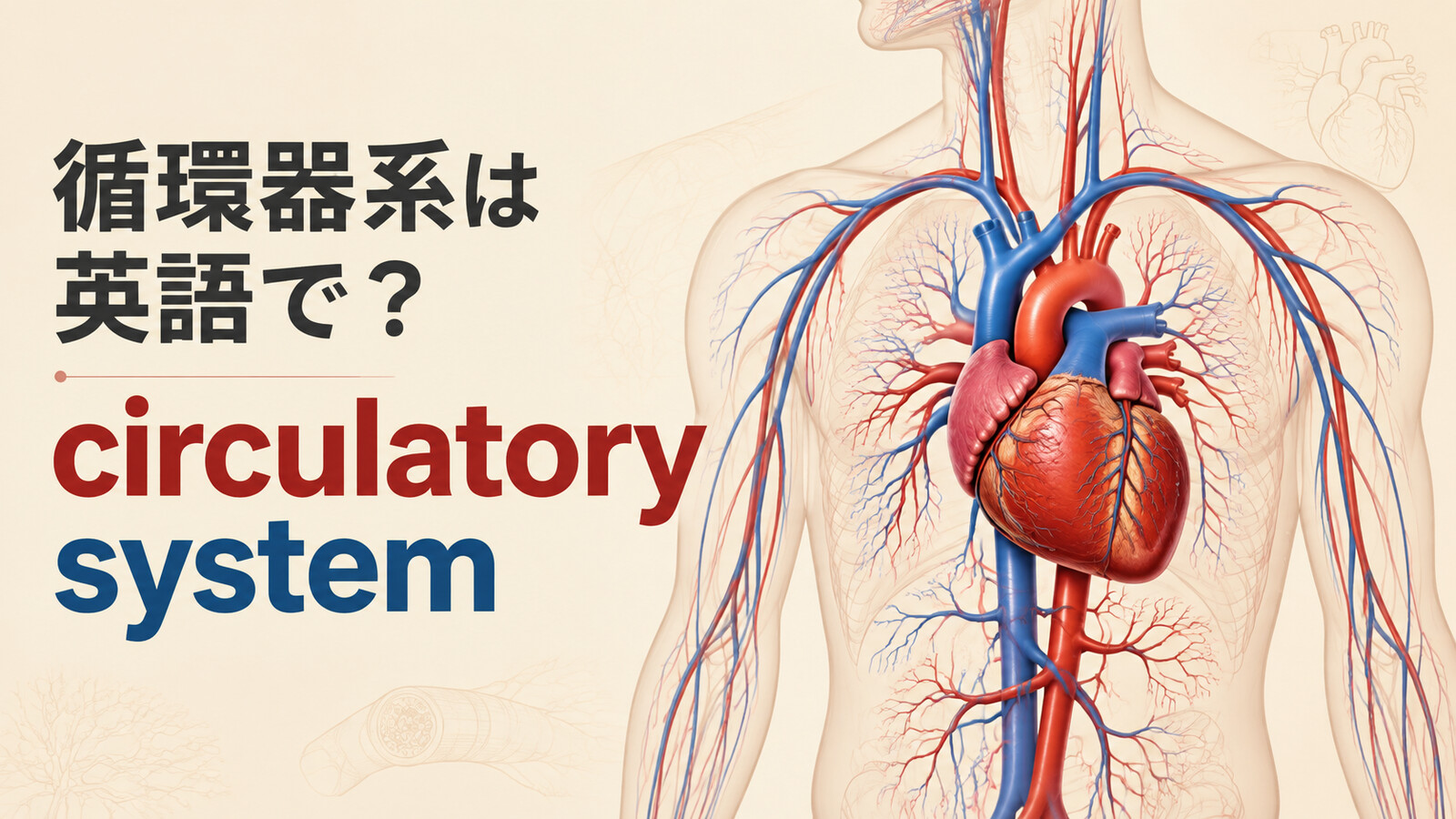 循環器系は英語で？circulatory systemと心臓・動脈・静脈を示したアイキャッチ