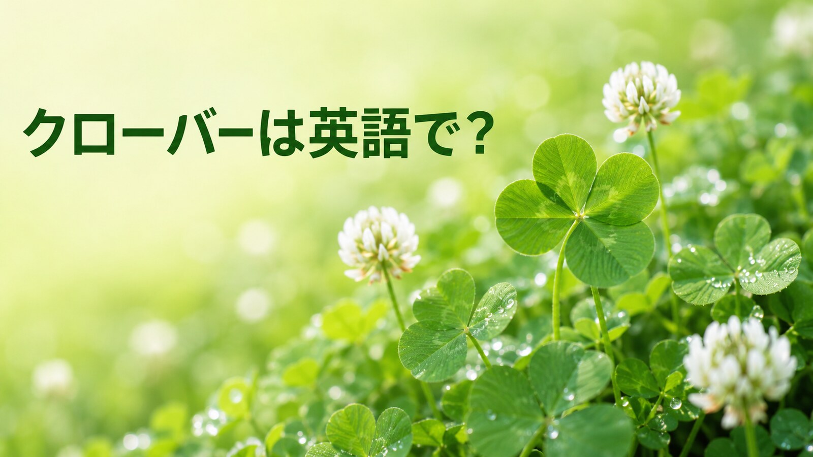 クローバーは英語で？白い花と四つ葉のクローバー