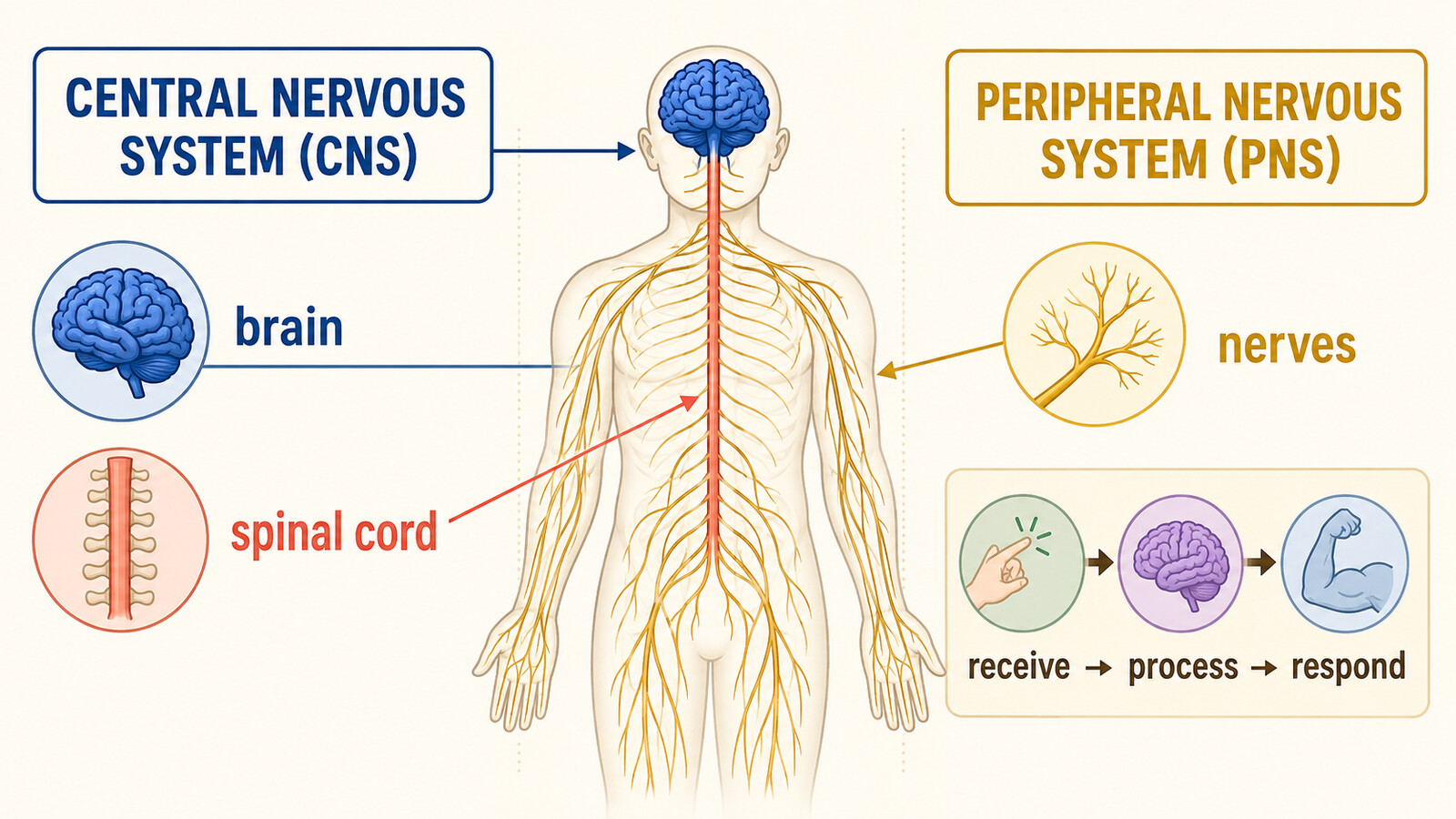 中枢神経CNSと末梢神経PNSの違い|brain・spinal cord・nervesの英語図解