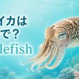 コウイカは英語でcuttlefishと伝えるアイキャッチ
