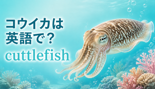 コウイカは英語で？cuttlefishの発音・複数形とsquidとの違い
