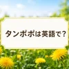 タンポポは英語でと紹介する黄色い花と白い綿毛