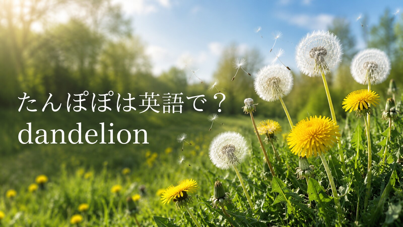 タンポポは英語で？dandelionの発音・複数形と綿毛・種の表現
