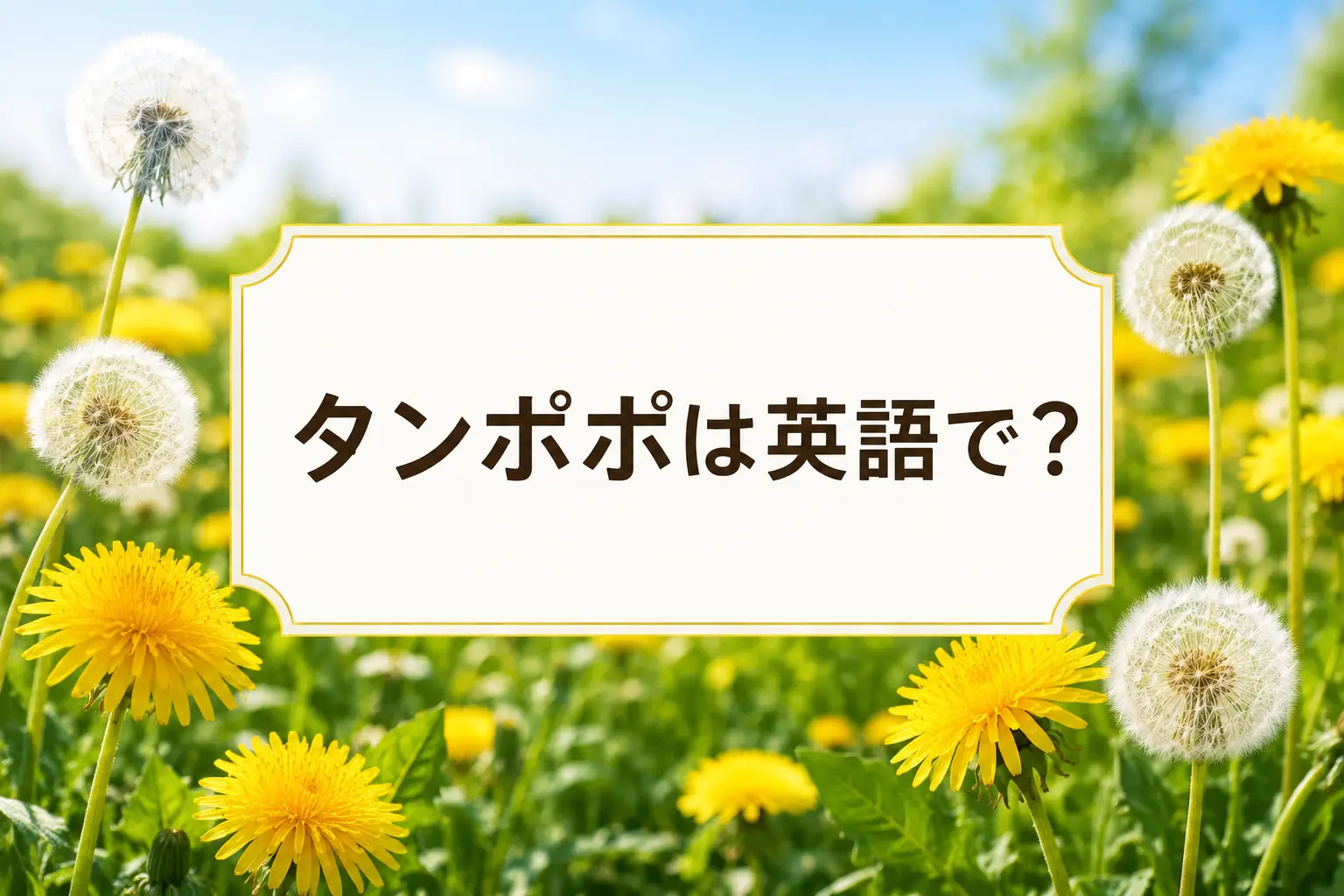 タンポポは英語でと紹介する黄色い花と白い綿毛