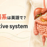 消化器系は英語で？digestive systemと胃・肝臓・膵臓・小腸・大腸を示したアイキャッチ