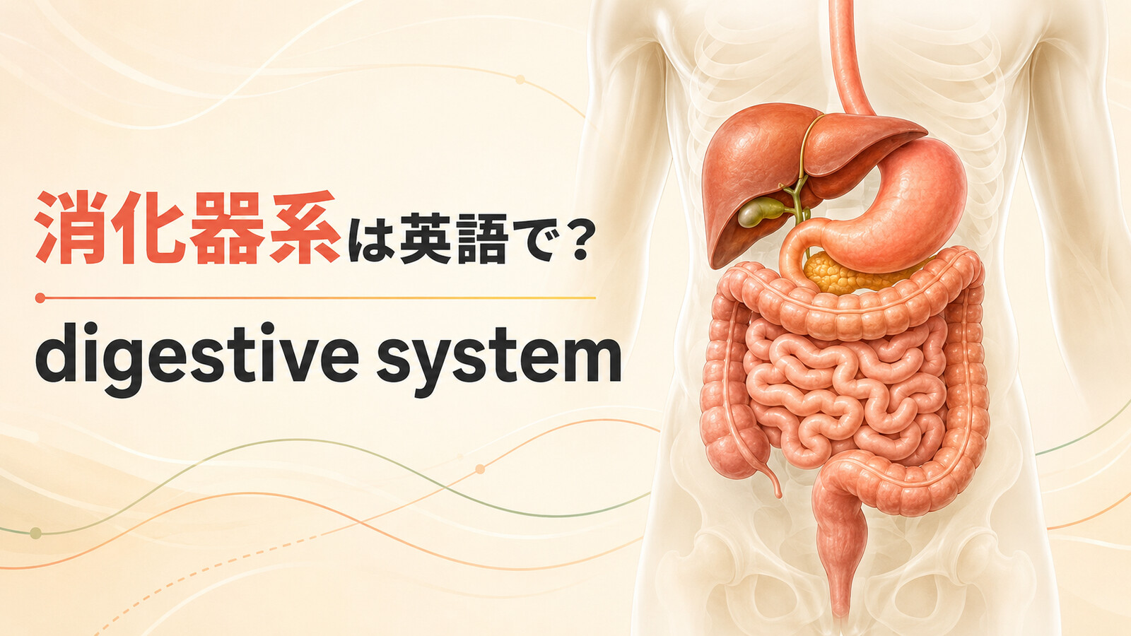 消化器系は英語で?digestive systemと胃・肝臓・膵臓・小腸・大腸を示したアイキャッチ