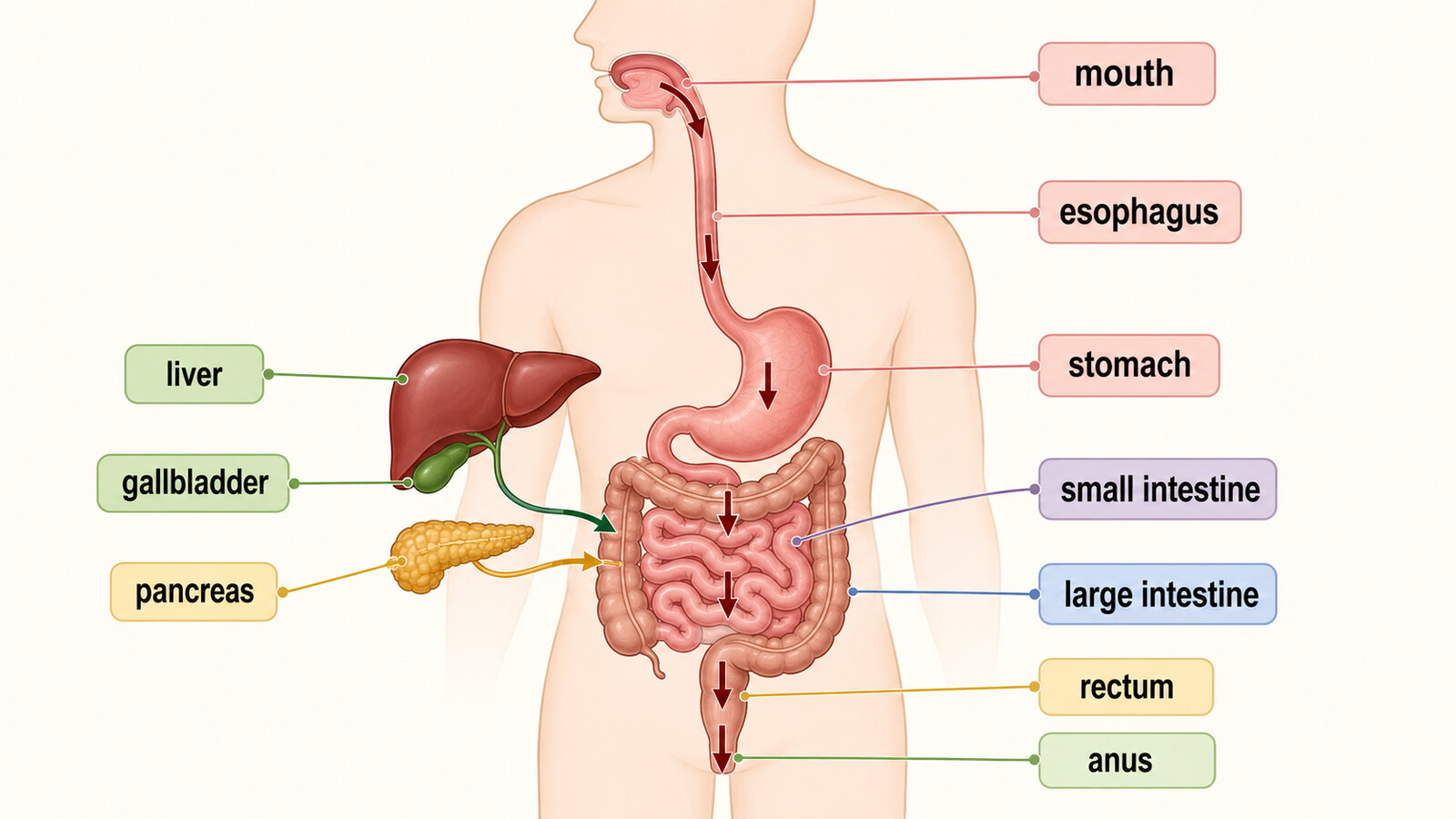 mouth・esophagus・stomach・small intestine・large intestine・rectum・anus・liver・gallbladder・pancreasを示した英語図解