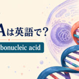 DNAは英語でもDNA、正式名はdeoxyribonucleic acidと示すアイキャッチ画像