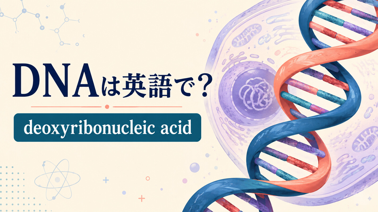 DNAは英語でもDNA？読み方・正式名称deoxyribonucleic acidとgene、chromosomeの違い