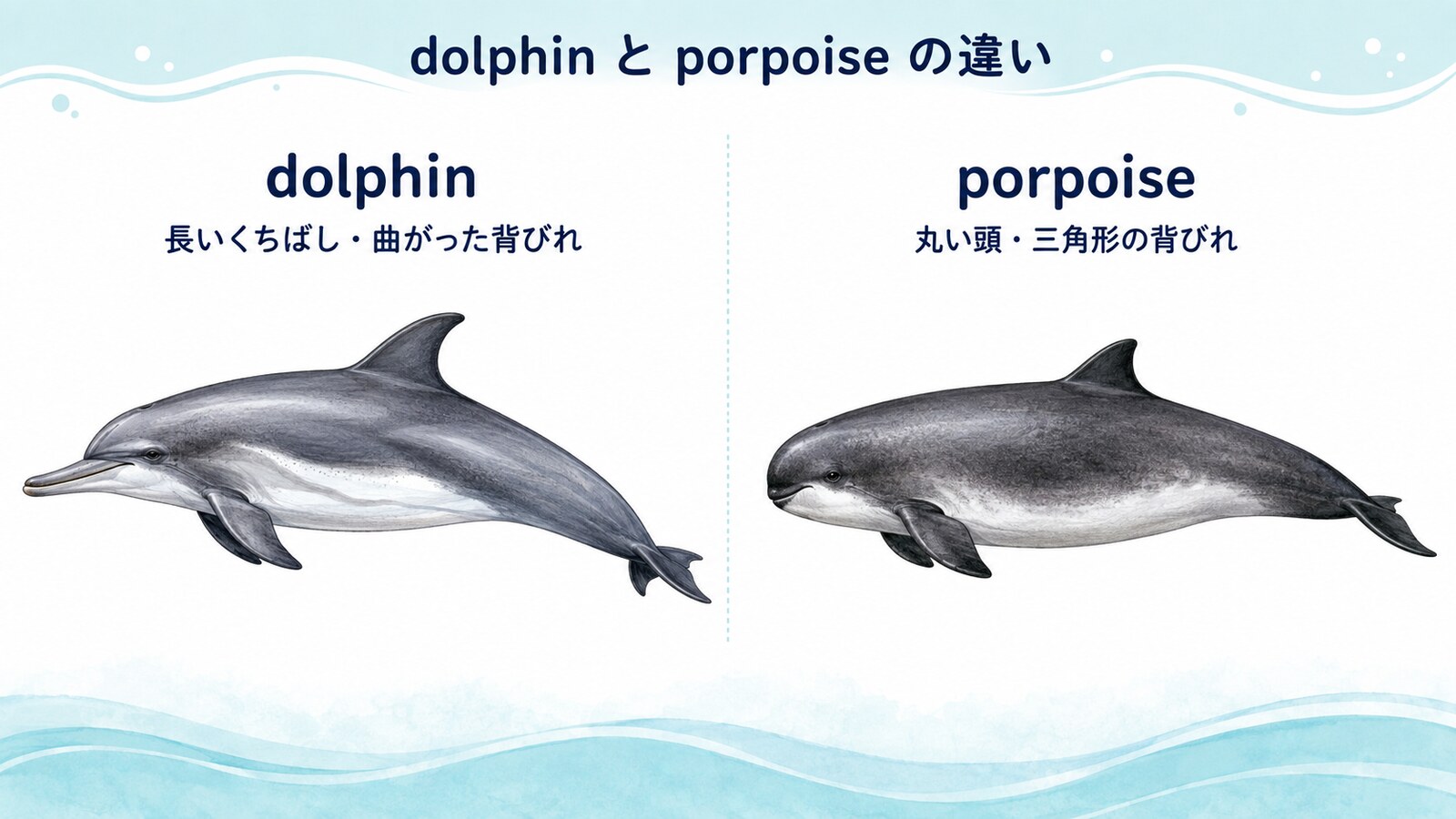 dolphinとporpoiseの頭部と背びれの違いを示す比較図