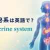 内分泌系は英語で？endocrine systemと全身の内分泌腺を示したアイキャッチ