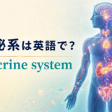 内分泌系は英語で?endocrine systemと全身の内分泌腺を示したアイキャッチ