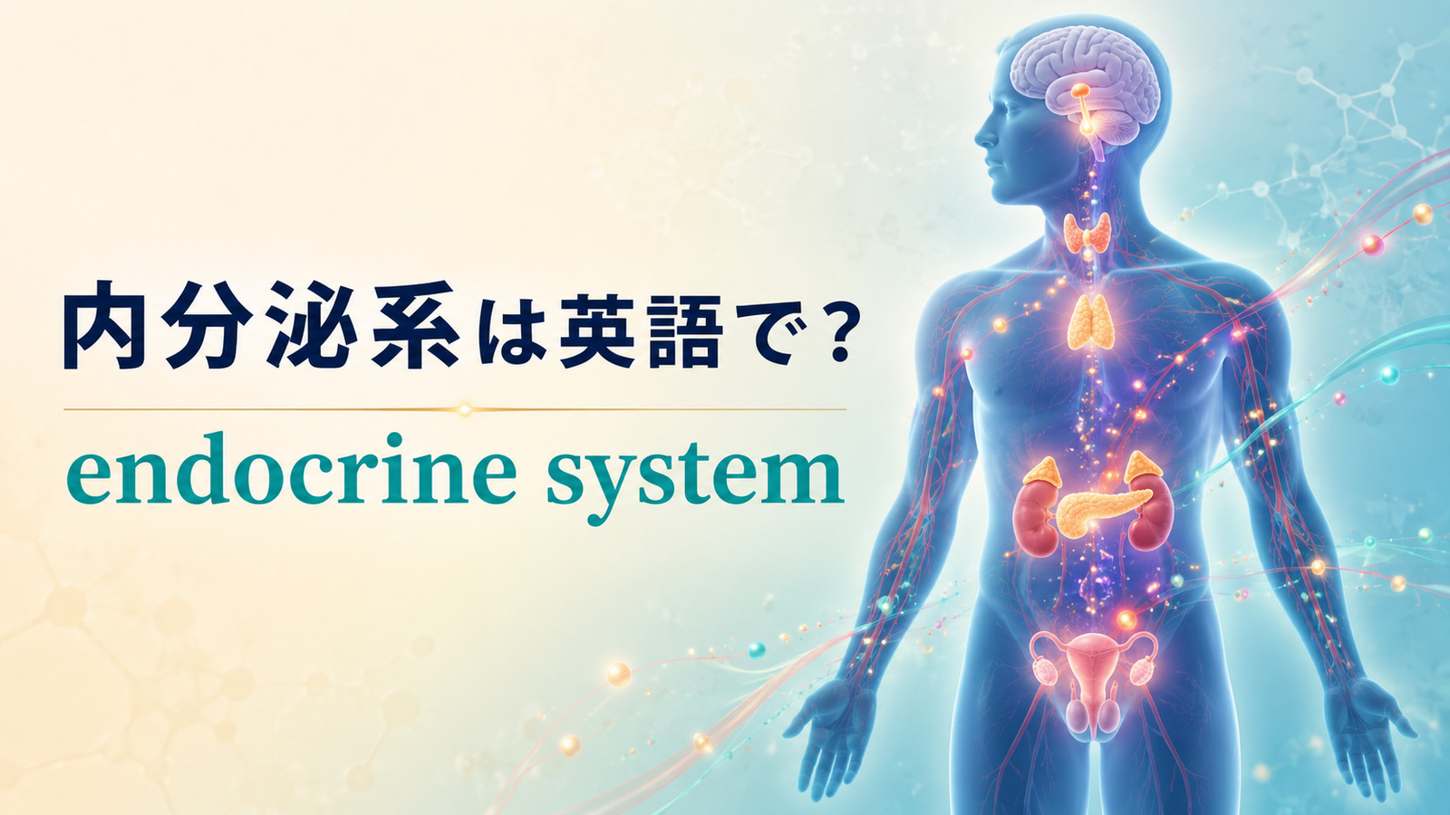 内分泌系は英語で？endocrine systemとホルモン・内分泌腺の仕組みを図解