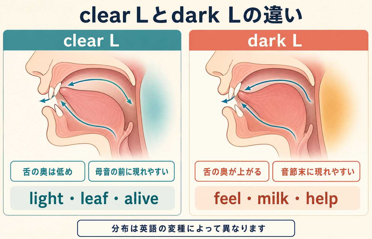clear Lとdark Lの舌の位置と現れやすい環境の比較図