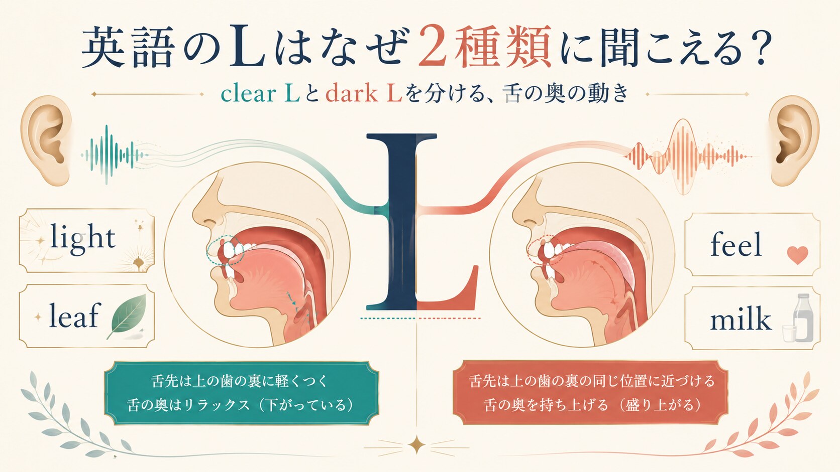 英語のclear Lとdark Lが違って聞こえる理由を表したイラスト