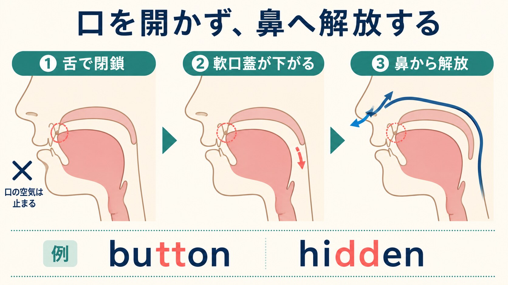 buttonとhiddenで舌の閉鎖を保ち軟口蓋を下げて鼻から解放する三段階の図解
