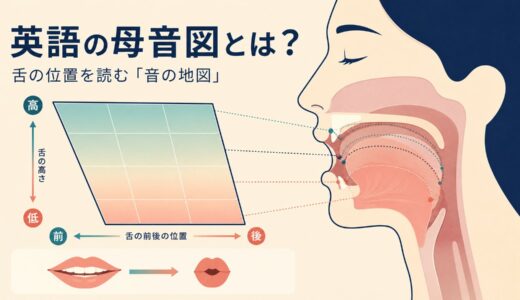 英語の母音図とは？舌の高さ・前後・唇の形からvowel chartの見方を解説