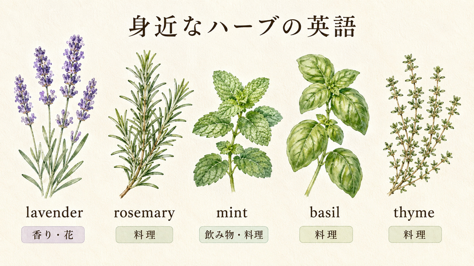 lavender・rosemary・mint・basil・thymeの英語名と用途を示す植物図解