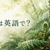 雨上がりの森のシダと渦巻く若芽に「シダは英語で？」と記したアイキャッチ