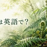 雨上がりの森のシダと渦巻く若芽に「シダは英語で？」と記したアイキャッチ