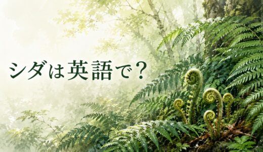 シダは英語で？fernの発音・語源、bracken・fiddleheadとの違い