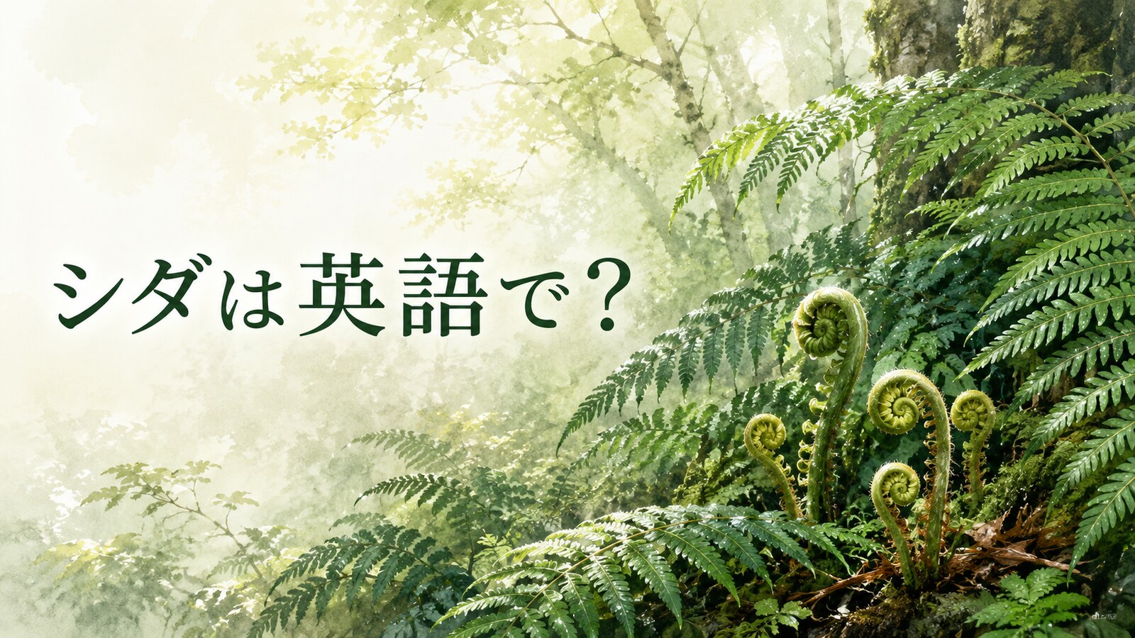 雨上がりの森のシダと渦巻く若芽に「シダは英語で?」と記したアイキャッチ