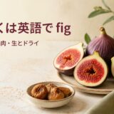 いちじくは英語でfigと示し、複数形・皮・果肉・生とドライいちじくを紹介する画像