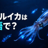 青く発光するホタルイカと「ホタルイカは英語で？」の文字