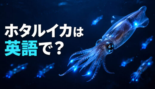 ホタルイカは英語で？firefly squidの発音・複数形と光る様子の英語表現