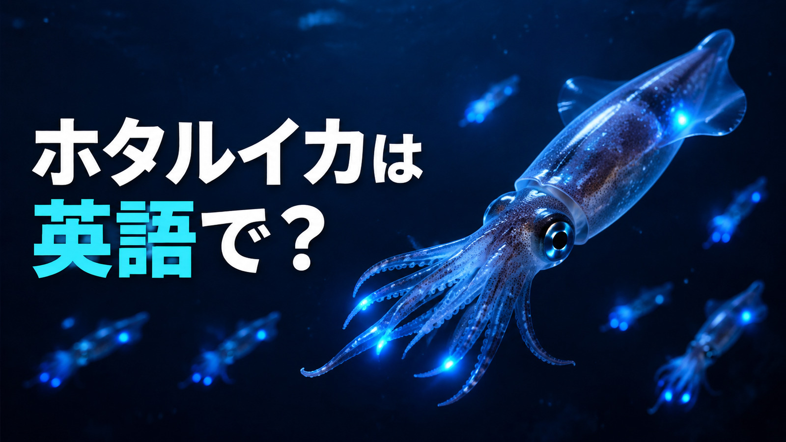 ホタルイカは英語で？firefly squidの発音・複数形と光る様子の英語表現