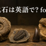 化石は英語でfossilと表すことを示すアンモナイト、三葉虫、恐竜の歯と骨の標本