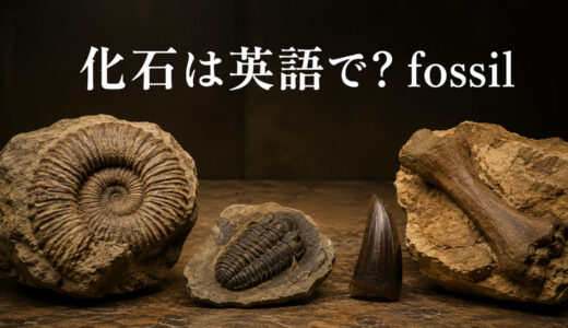 化石は英語で？fossilの発音・語源とfossilized、化石の種類