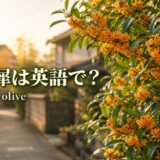 金木犀は英語で？ fragrant olive 秋の道沿いに咲くオレンジ色の小花