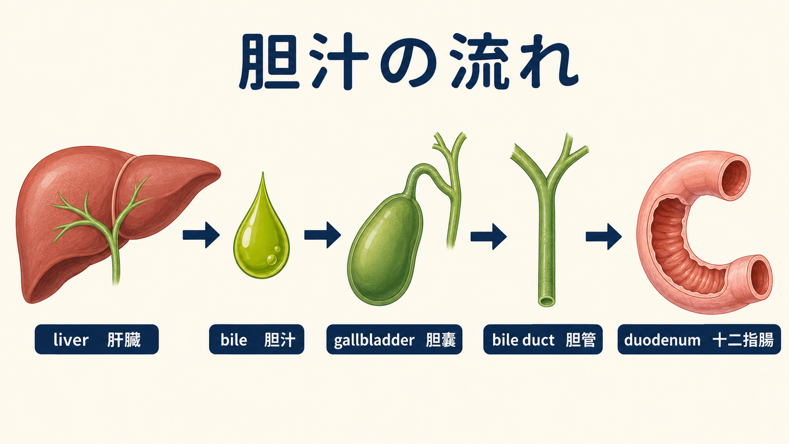 liver、bile、gallbladder、bile duct、duodenumを示す胆汁の流れの英語図解