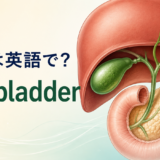 胆嚢は英語でgallbladder｜肝臓の下にある胆嚢と胆管のイラスト